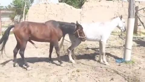 Horse meeting after a long time