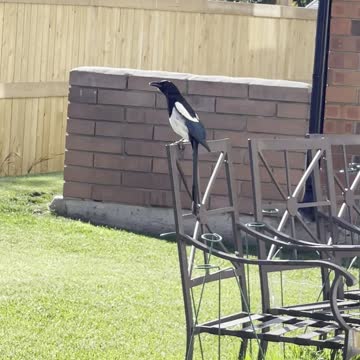 Magpie sings
