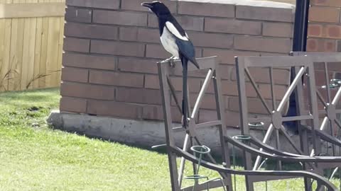 Magpie sings