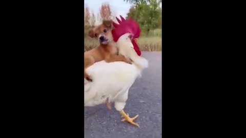 😁😂🤣Puppy get a ride from a rooster | Funny And Cute Puppy😁😂🙊🐔