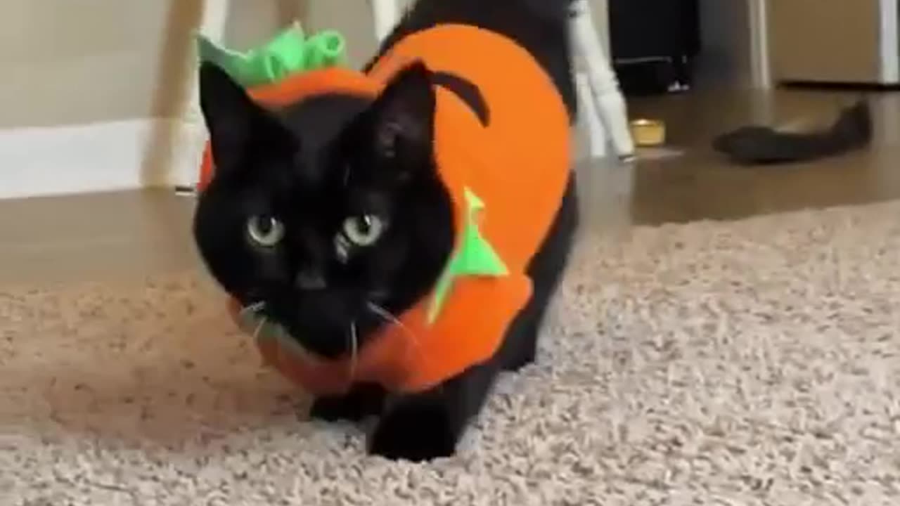 Pumpkin Cat