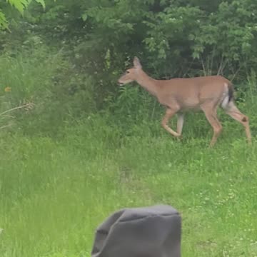 Deer 5-15-23