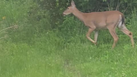 Deer 5-15-23