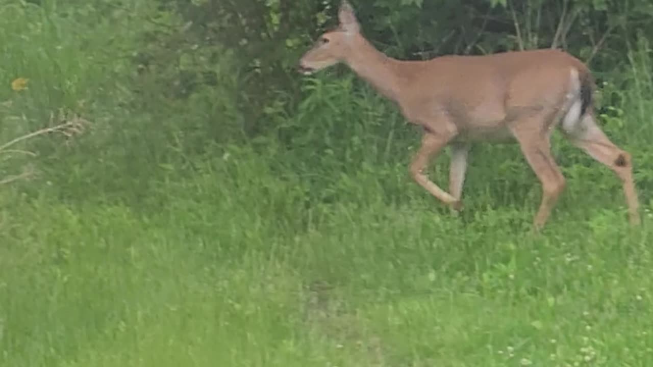 Deer 5-15-23