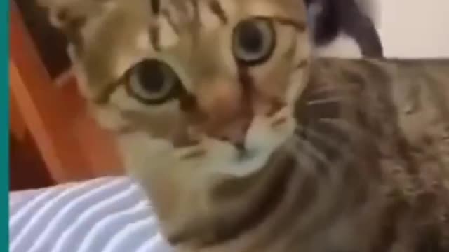 Cat and dog funny video