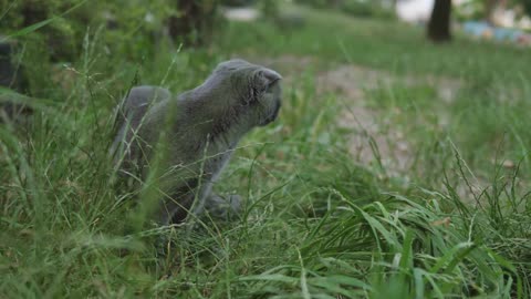 A terrified domestic gray cat for the first time on the street