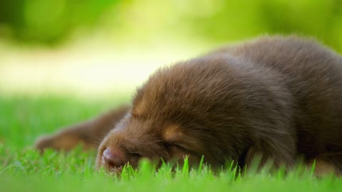 The dog is sleeping soundly in the sun