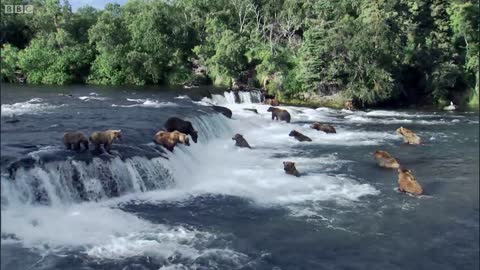 Grizzly Bears Catching Salmon | Nature's Great Events | BBC Earth