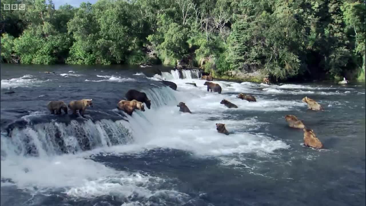 Grizzly Bears Catching Salmon | Nature's Great Events | BBC Earth