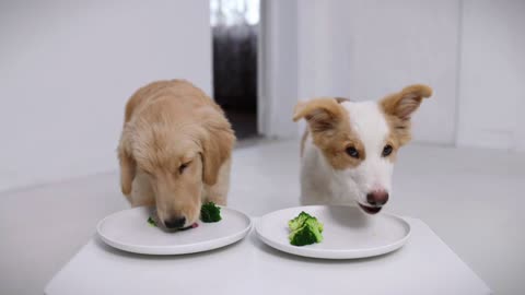 WHO EATS FASTER? Golden Retriever Or Border Collie?