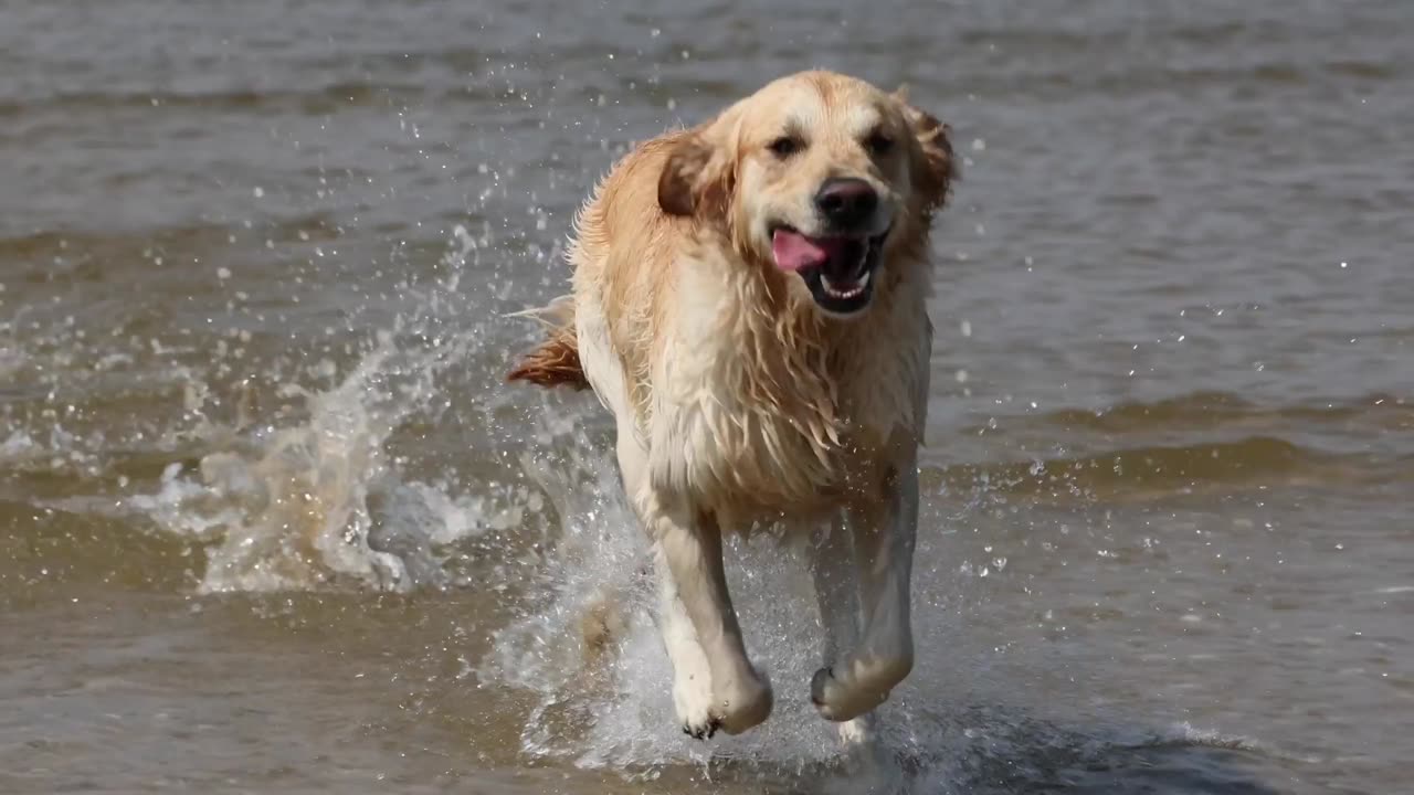 Dog swimming sea