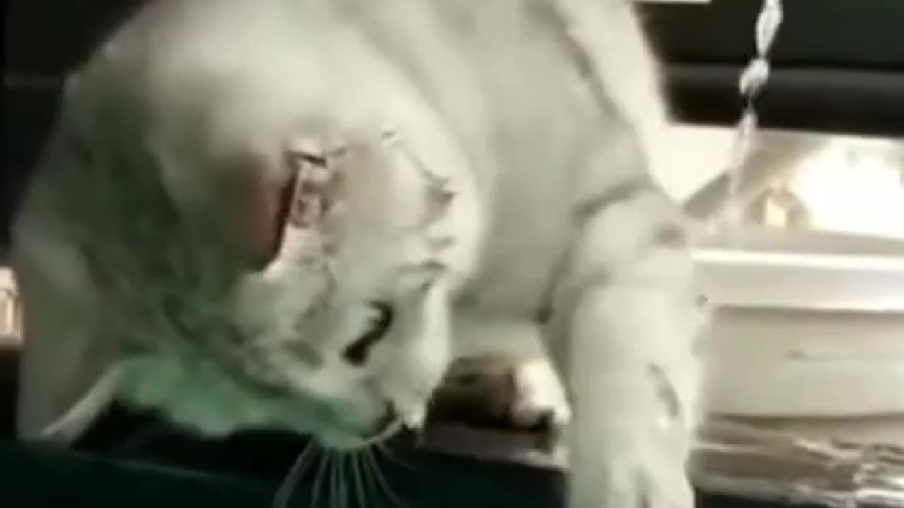 Funny cat