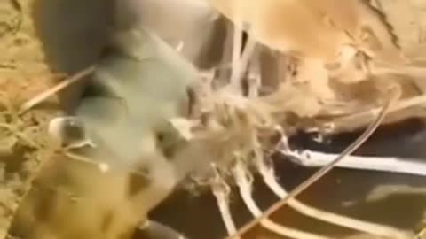 This is a beautiful and charming water-dwelling species