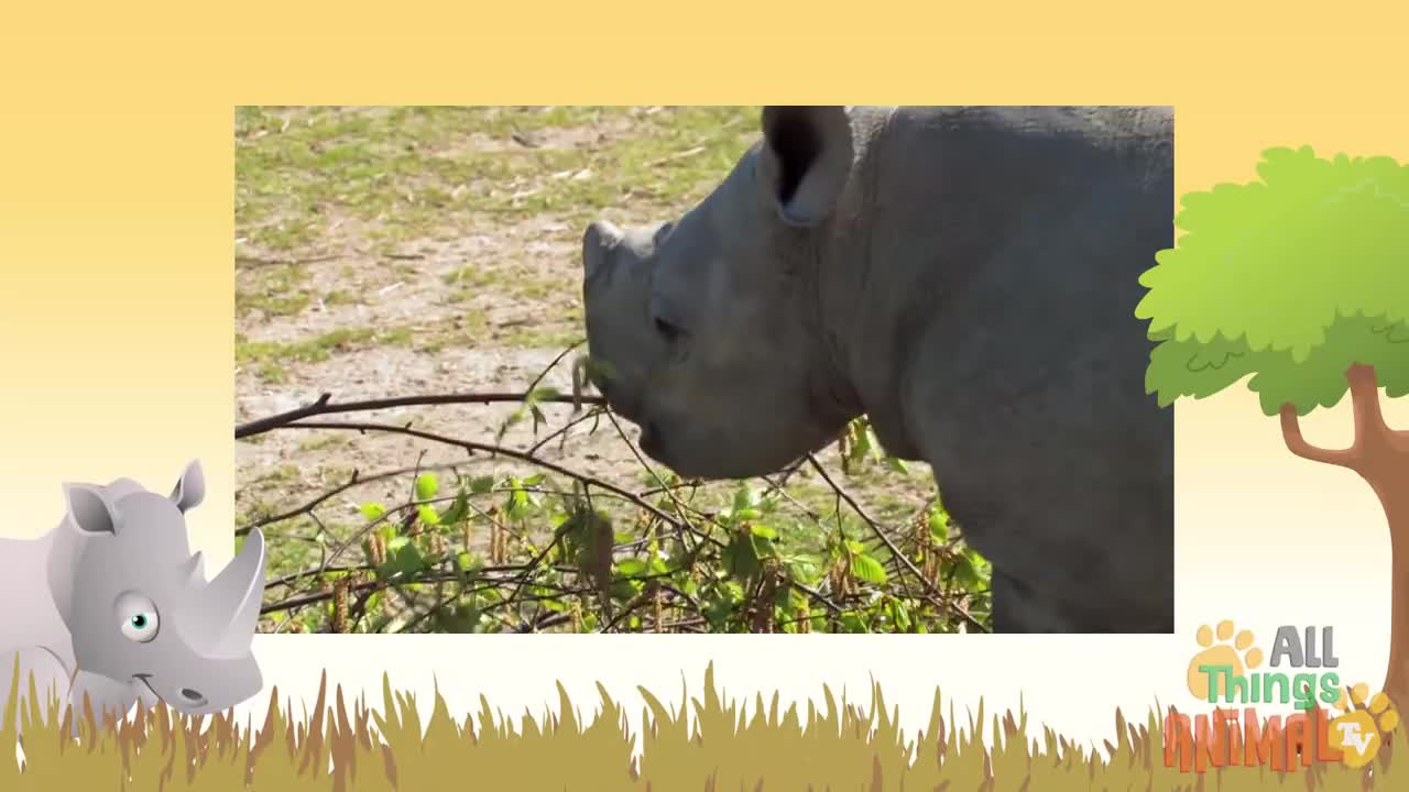 *Rhinoceros* video for kids