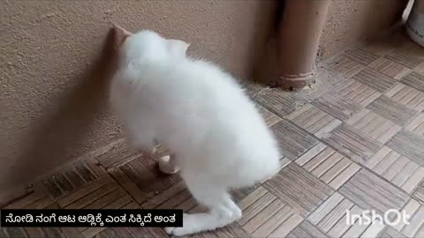 cute kitten playing with funny animals