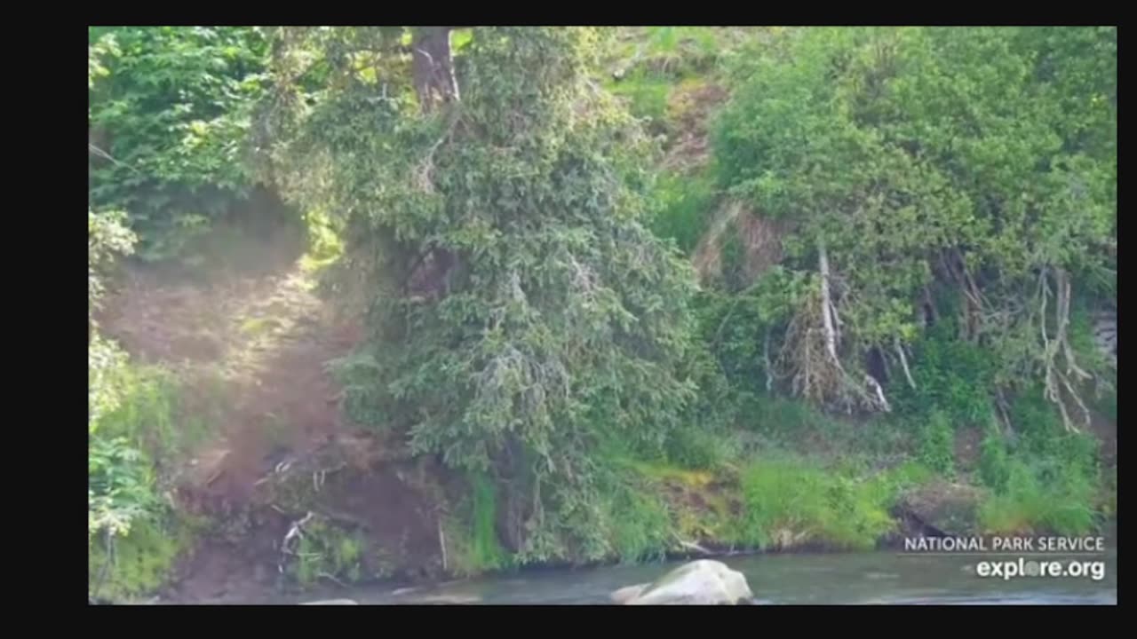 LIVE Bear cam: Brooks Falls - Katmai National Park, Alaska July 9, 2023