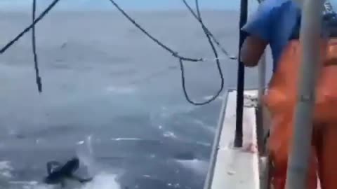 This is a beautiful and charming water-dwelling species