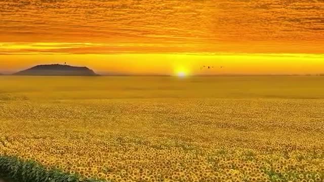 Golden Hour in the Sunflower Field