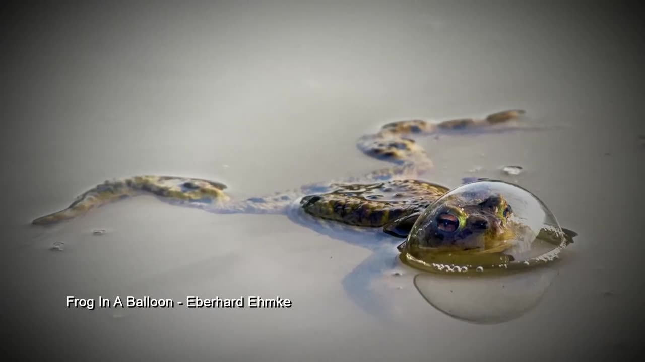 FYI: The funniest animals caught on camera