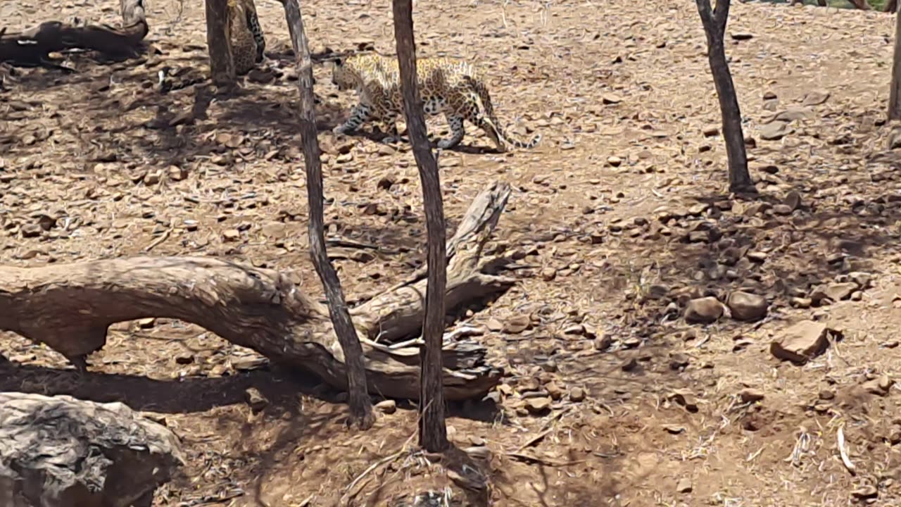 Cheetah 🐆 of India 🇮🇳 I great sound view and perspective of them .