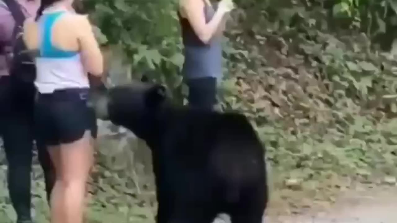 Bear attacks 😱😱