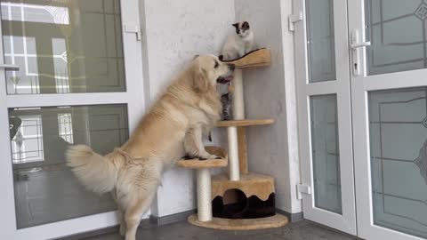 Cat and Kitten Shocked by Golden Retriever occupying Cat's Tree!