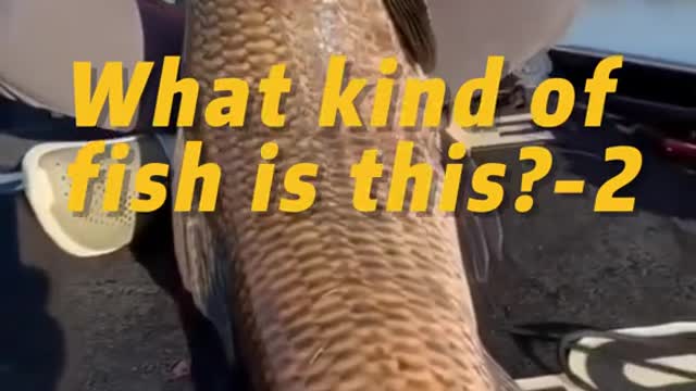 What kind of fish is this