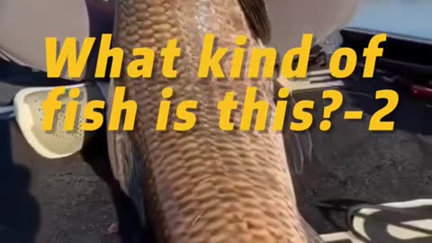 What kind of fish is this