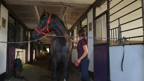 Woman combing a horse standing in stable