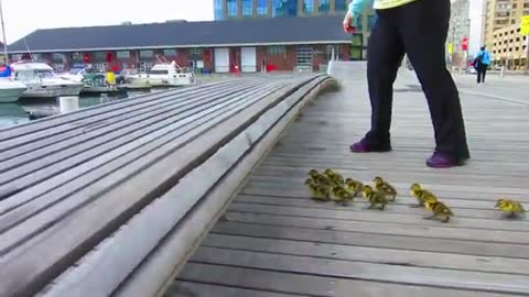 Duck Drop on Queens Quay Toronto May 4th 2012_Cut