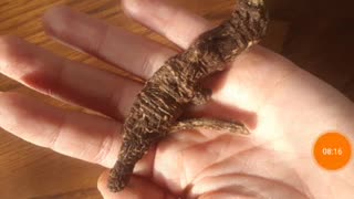 Osha Root Tea Becomes Family Friendly Health Elixer Part 1 Herbal Benefits