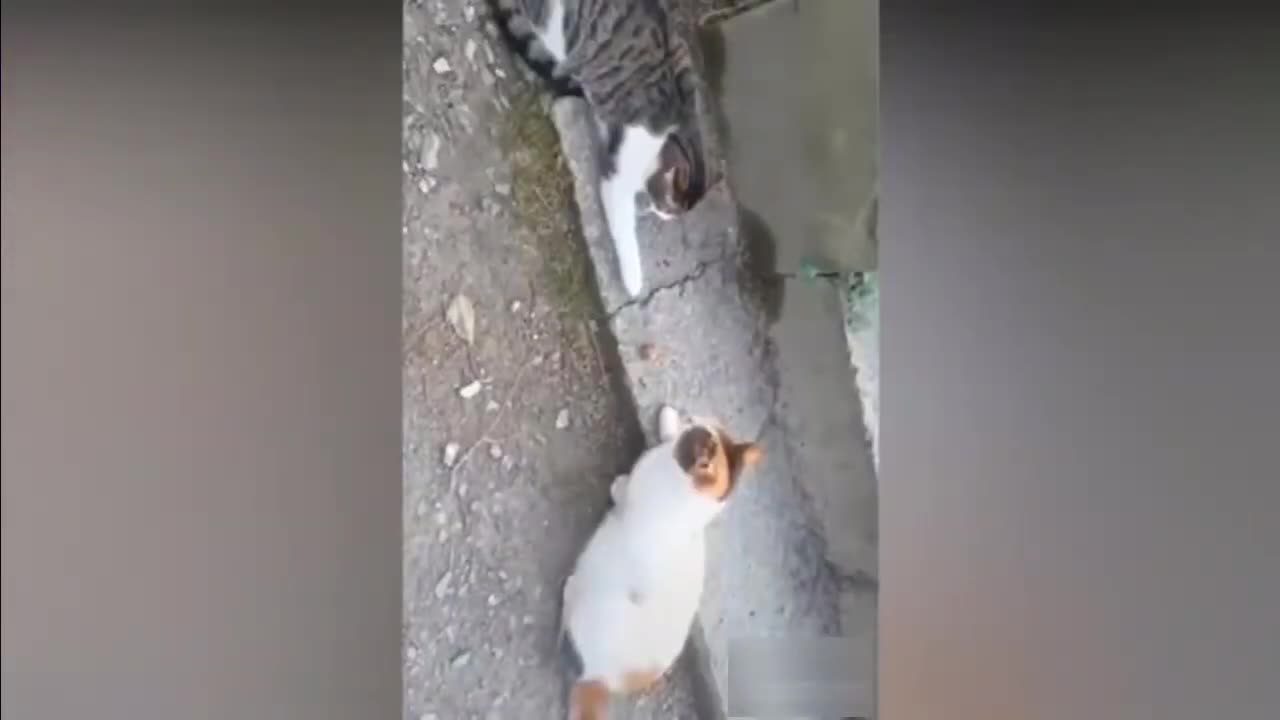 Cute And Funny Animals Compilation