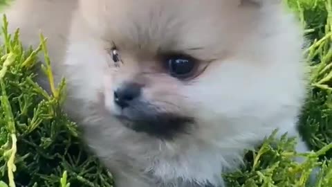 Cute dog