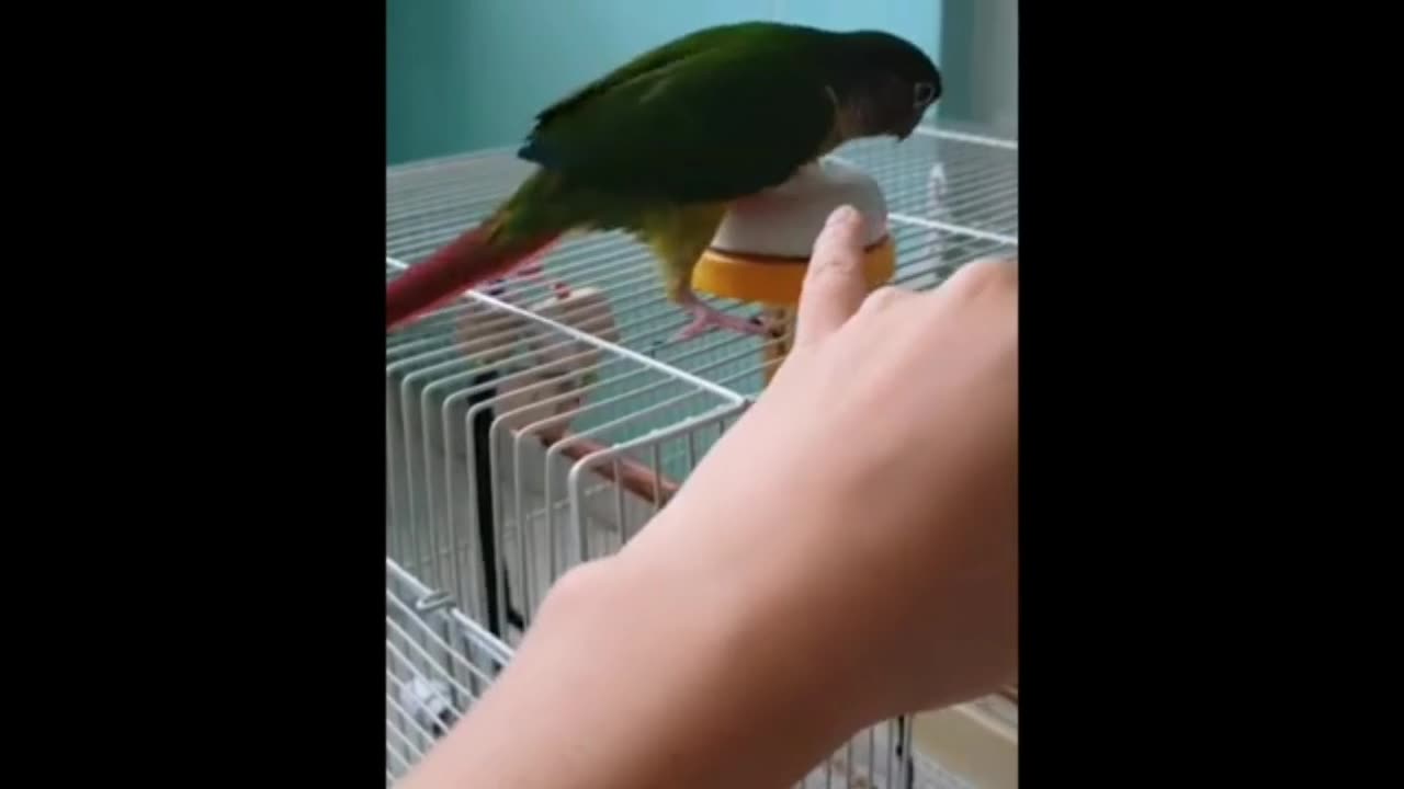 Funny birds reaction.