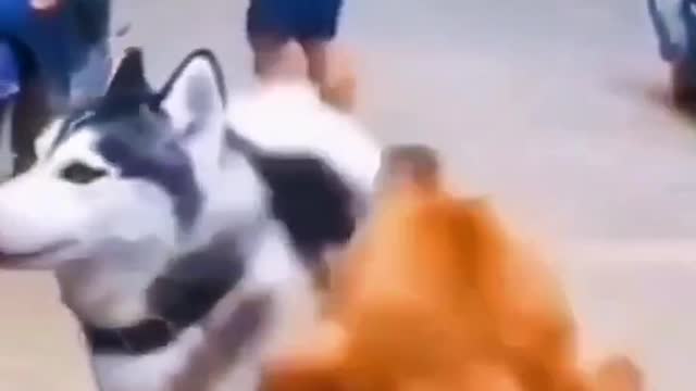 various. Dogs that bully the weak
