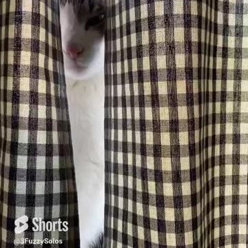 I always feel like somebody is watching me. Cats=no privacy