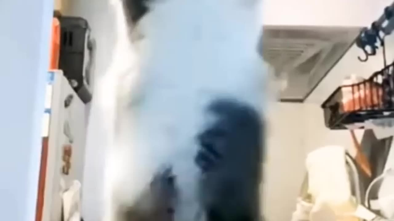 Funny cats dancing