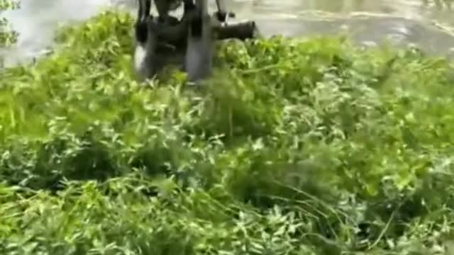 Super idea to clean the pond