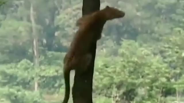 Animal climbing trees