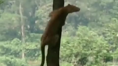 Animal climbing trees