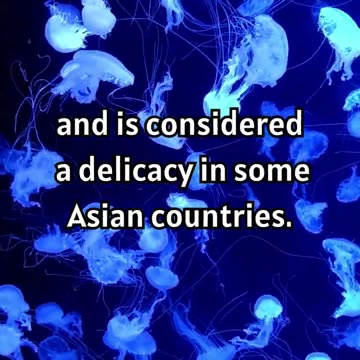 Jellyfish That You Can Eat
