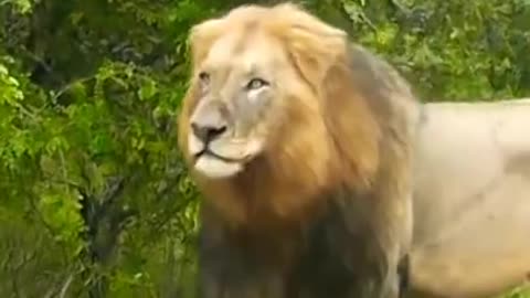 Giant lion Roar