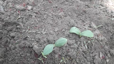 The cucumbers have sprouted