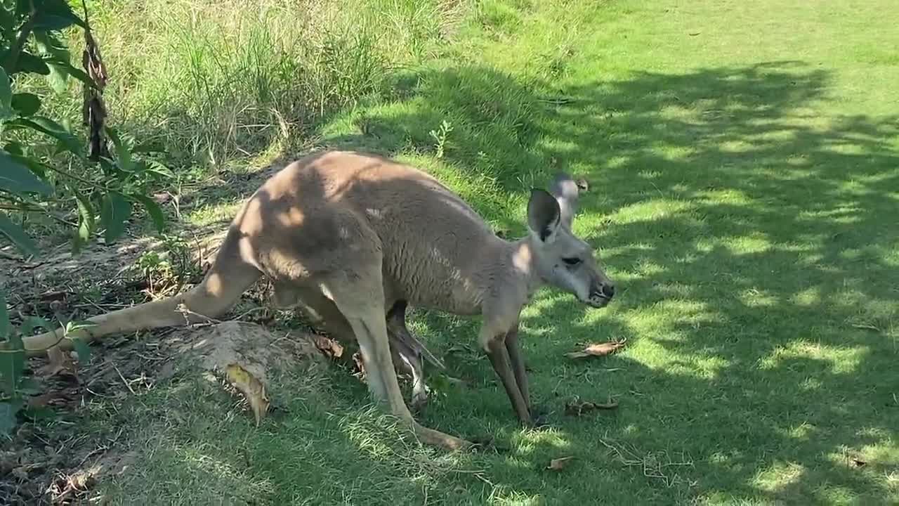 The little Wallaby comes home