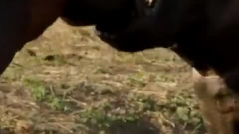 hIppo fight