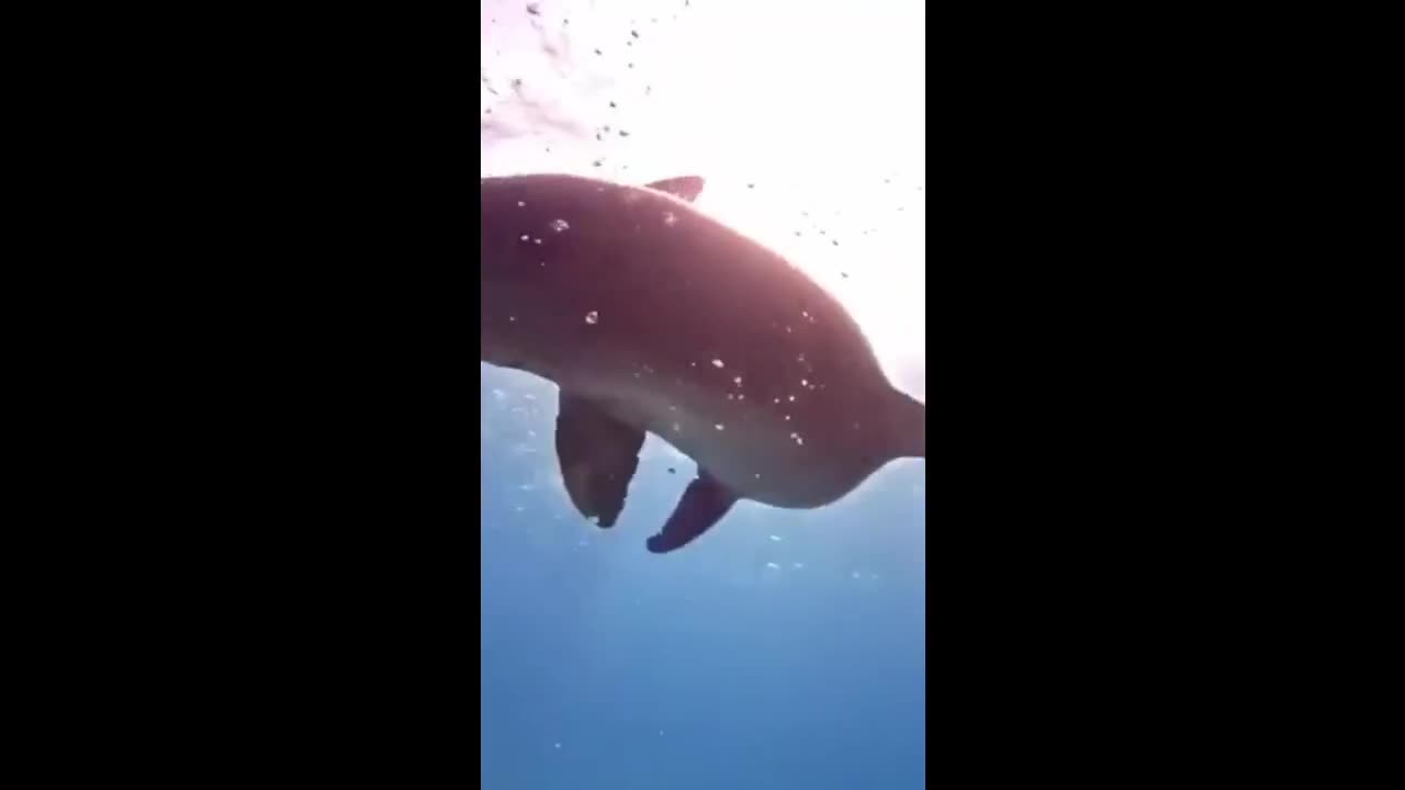 dolphin making fun of cameraman