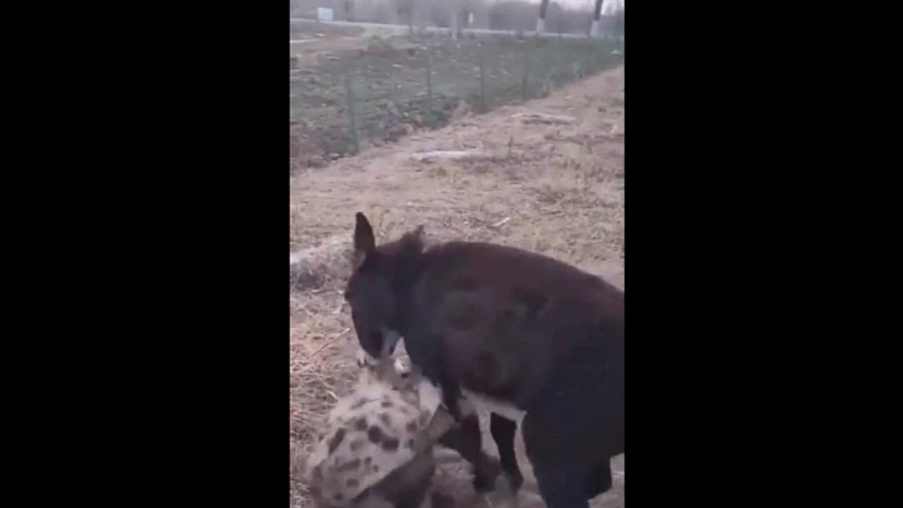 Donkey vs Hyena! Funny...