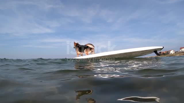 German Shepherd On The Sea