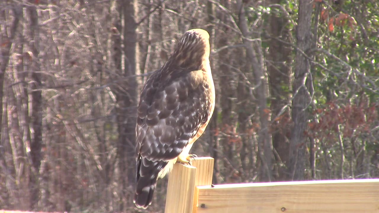 Hawk Flying