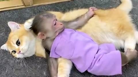 Funny cat with monkey.